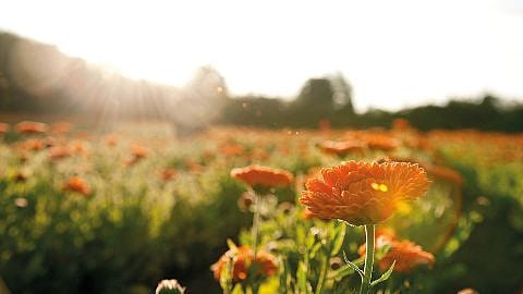 hd_calendula_field