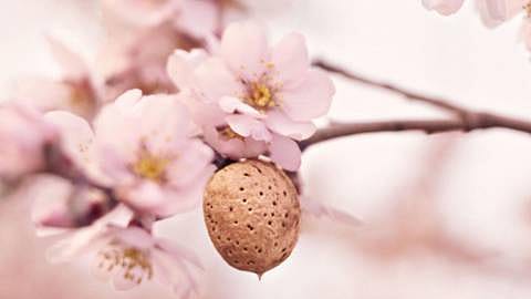 hd_almond.jpg