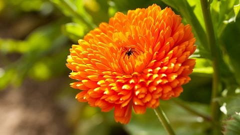 hd_calendula_profile.jpg