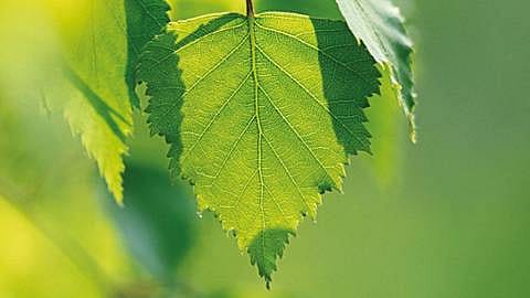 hd_birch.jpg