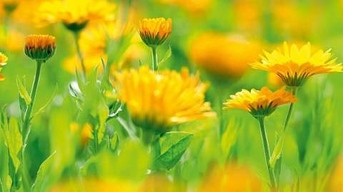 hd_calendula.jpg