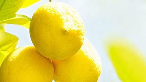 hd_citrus.jpg