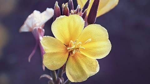 hd_evening_primrose.jpg