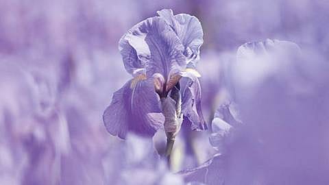 hd_iris.jpg