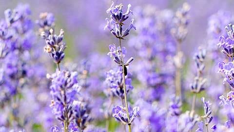 hd_lavender.jpg