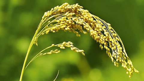 hd_millet.jpg