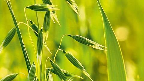 hd_oat.jpg