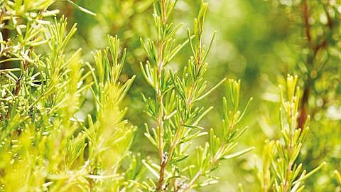hd_rosemary.jpg