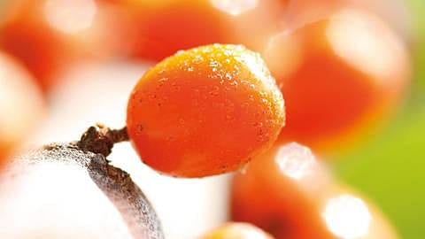 hd_sea_buckthorn.jpg