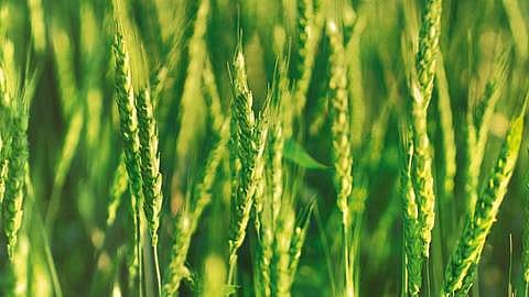 hd_wheat.jpg
