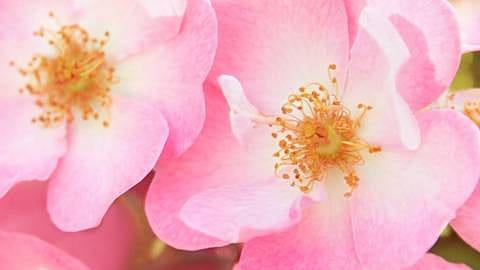 hd_wildrose.jpg