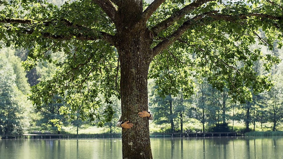 hd_tree_hug