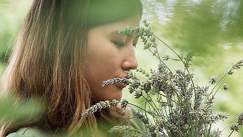 hd_lavender