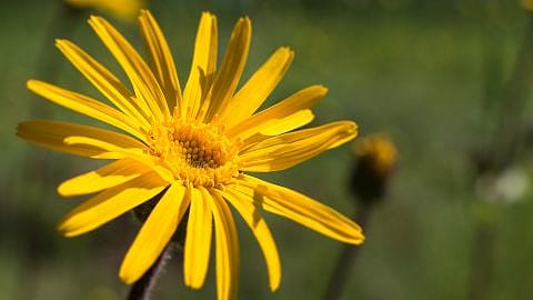 hd_arnica_lls
