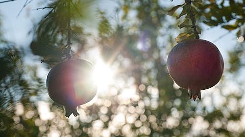 hd_pomegranate_fruit.jpg