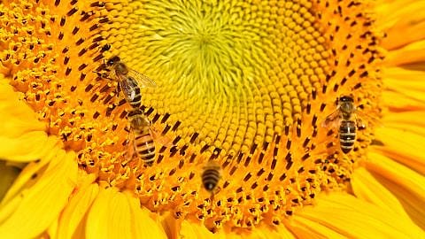 hd_sunflower_bees