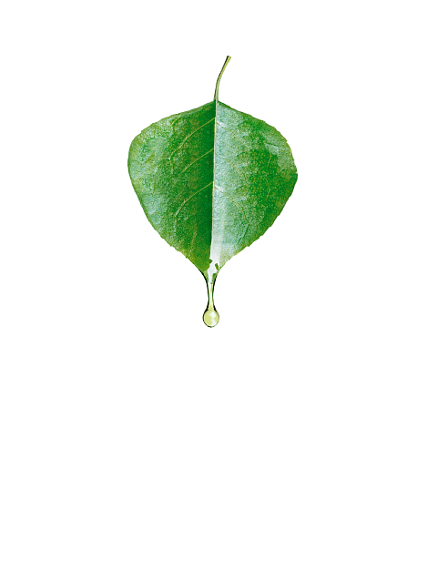 leaf