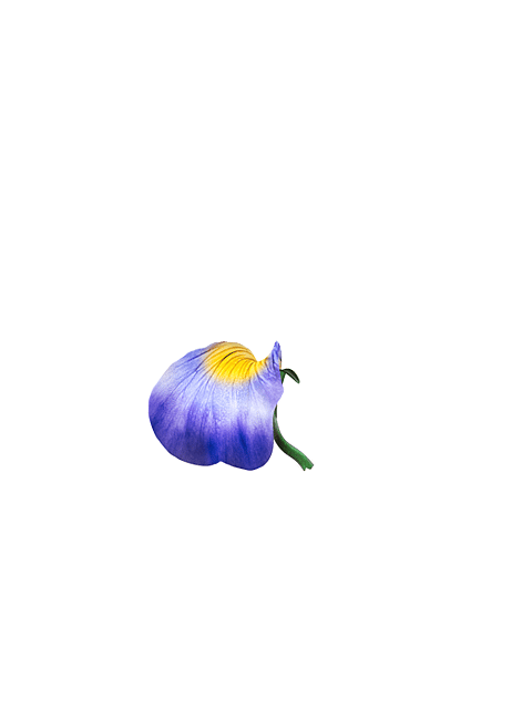 pansy flower bottom
