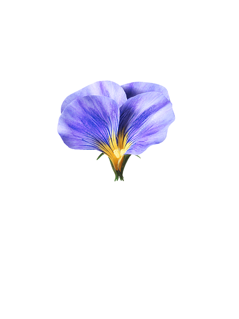 pansy flower