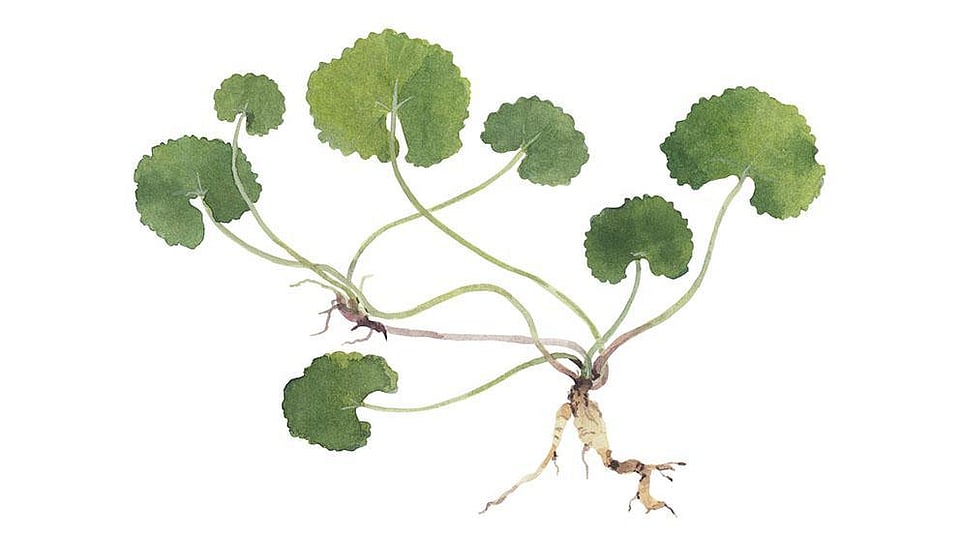 Centella Asiatica Flower/Leaf/Stem Extract