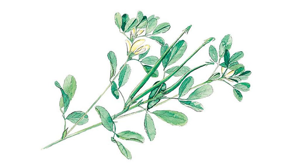 Fenugreek