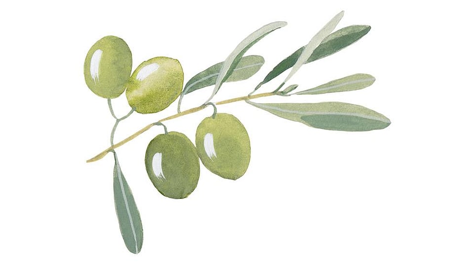 Olea Europeae (Olive) Leaf Extract