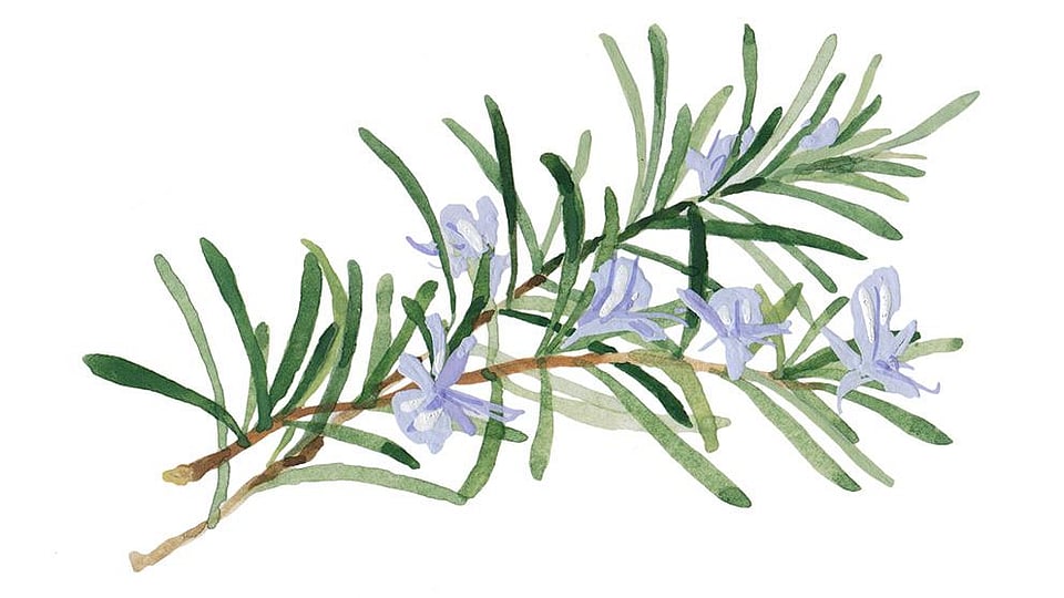 Rosmarinus Officinalis (Rosemary) Leaf Extract