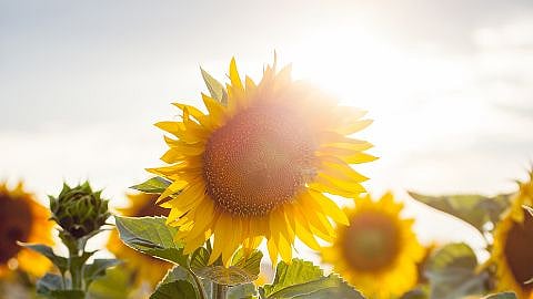hd_sunflower_sky