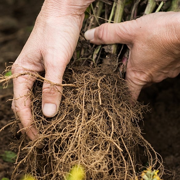 soil