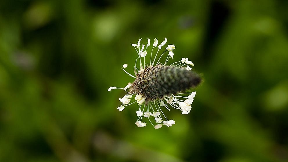 plant2_992_x_558.jpg