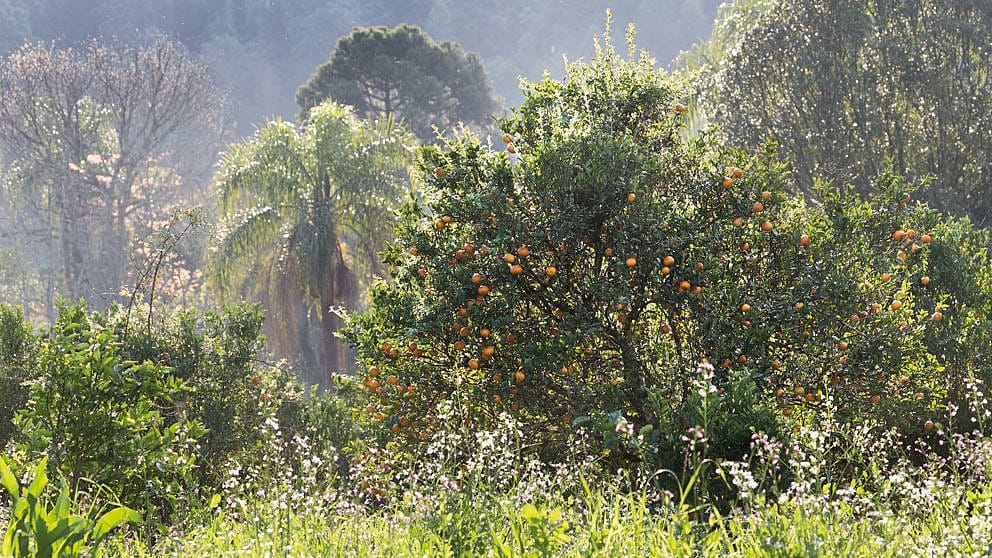brazil_biodiversity
