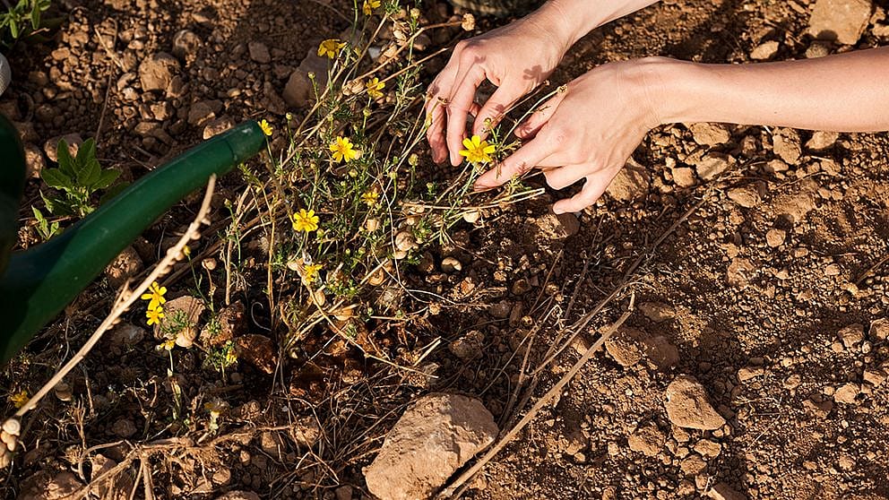 hd_hands_touching_flowers_in_soil.jpg