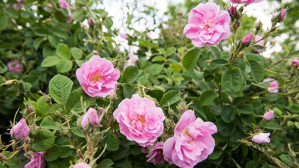 Damaszkuszi rózsák