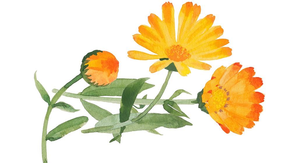 illu_calendula