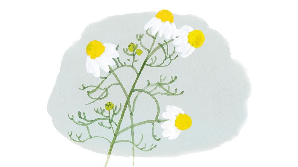 illu_chamomile