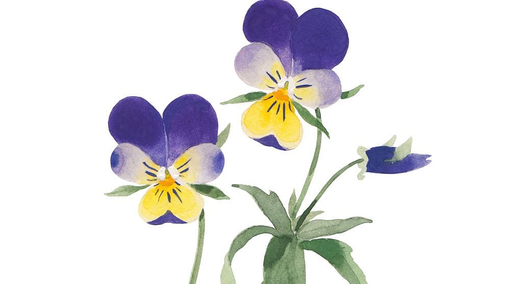 illustr_viola