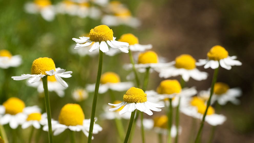 Chamomile