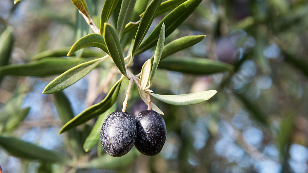 Olive Leaf