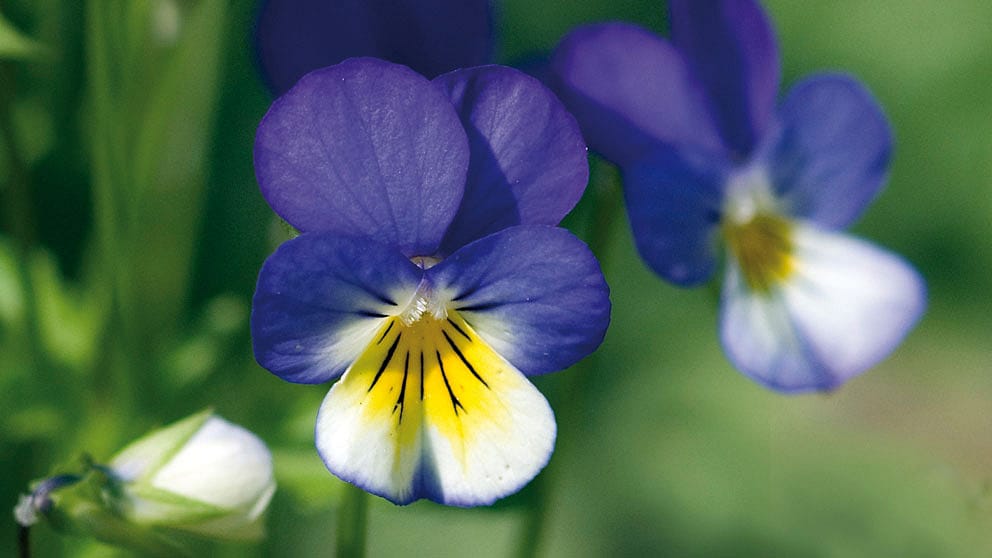 Pansy