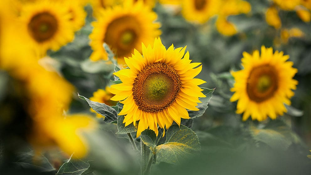 Sunflower