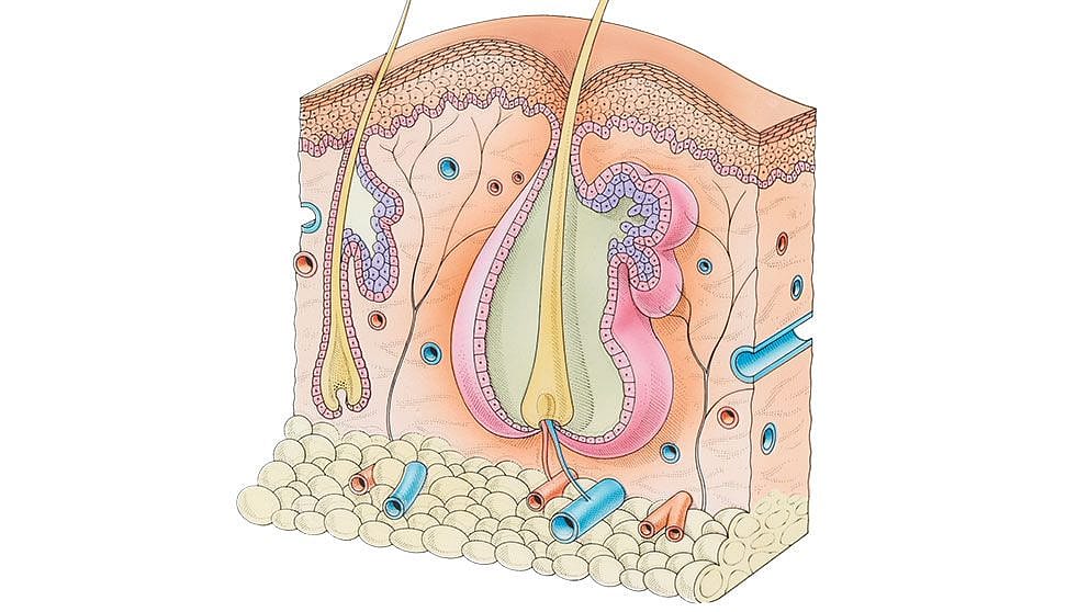 skin_cross-section.jpg