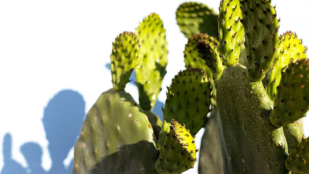 hd_pricklypear_wet