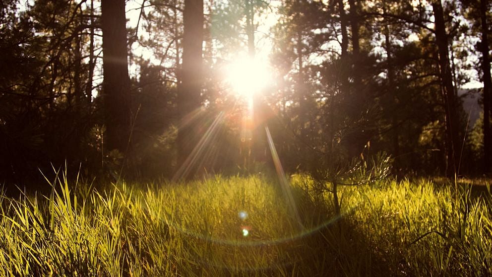 green_nature