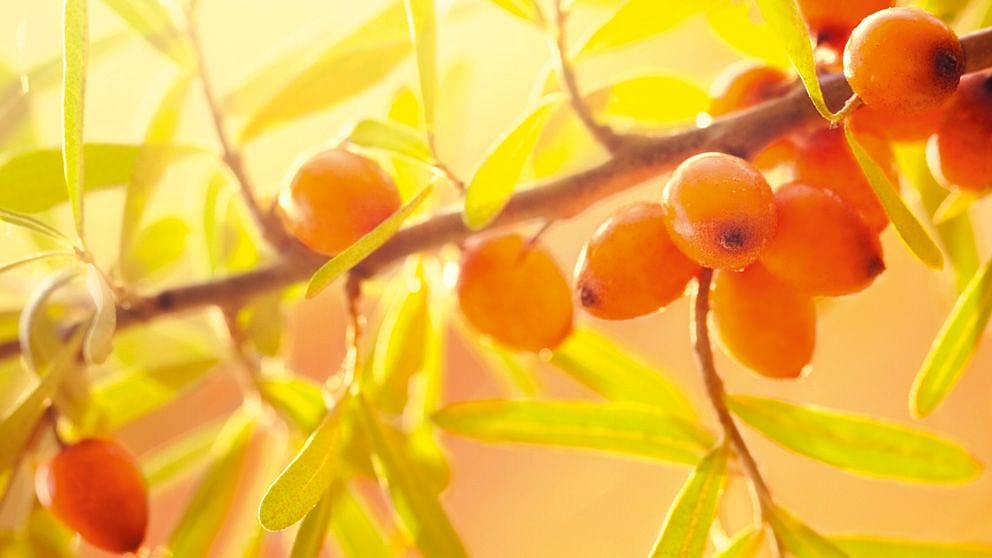 sea_buckthorn_vitaminc