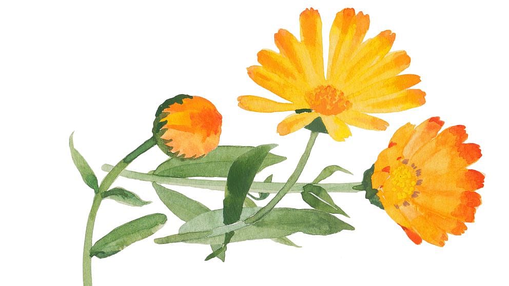 _calendula