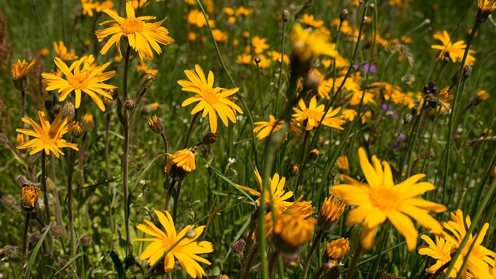 arnica_plants_rumania