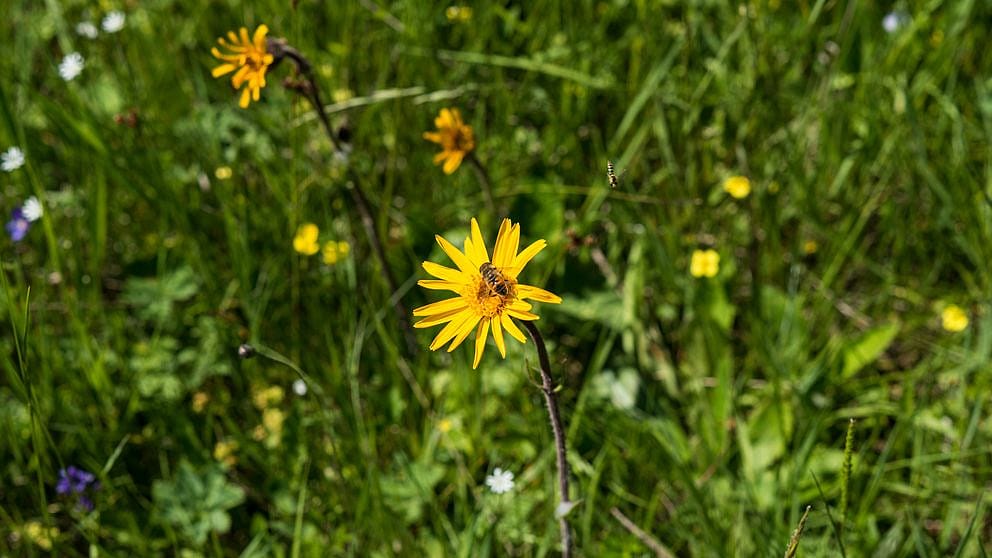 arnica_own_personality