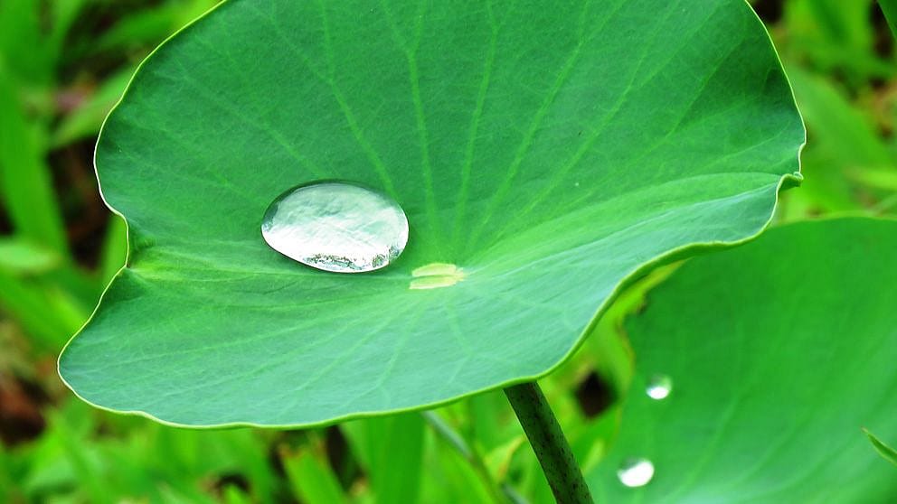 lotus-leaf