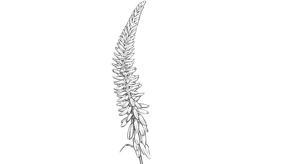 aloevera_blossom_illustration_ll.jpg
