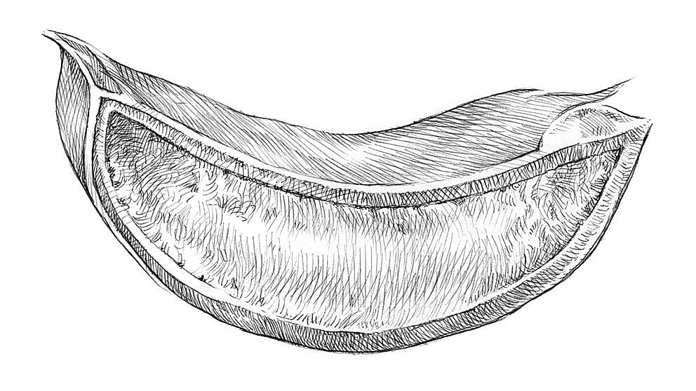aloevera_gel_illustration_ll